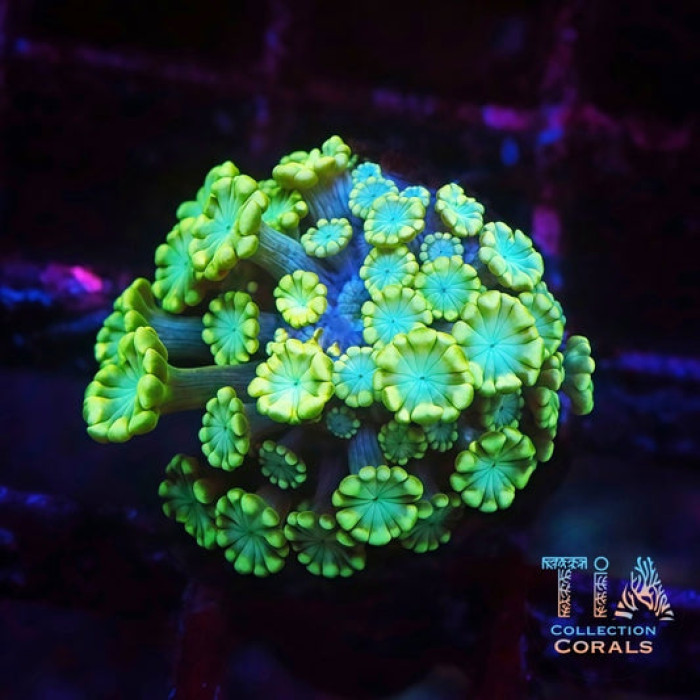 Emerald Glow Alveopora