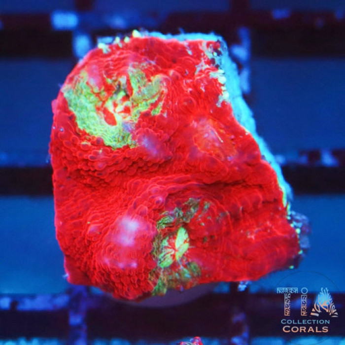 TIA Poison Apple Chalice Frag