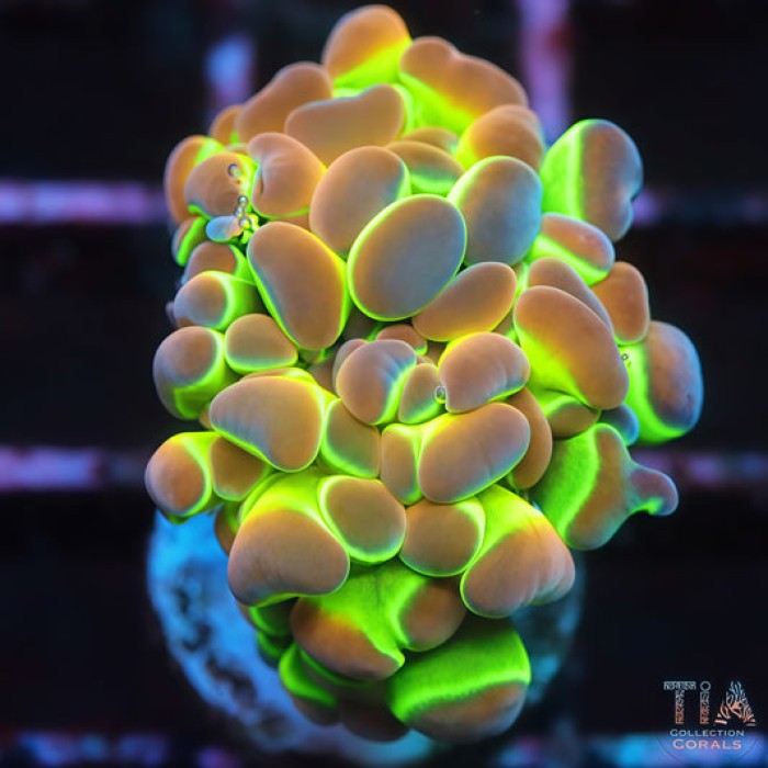 Hologram Hammer Ultra