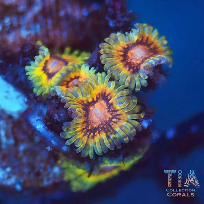 Scarface Zoanthids
