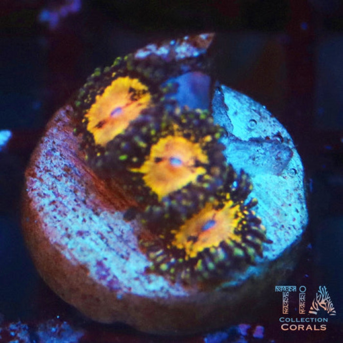 TIA Supernova Zoanthids Frag