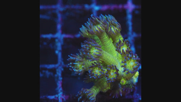 Neon Glitter Goniopora