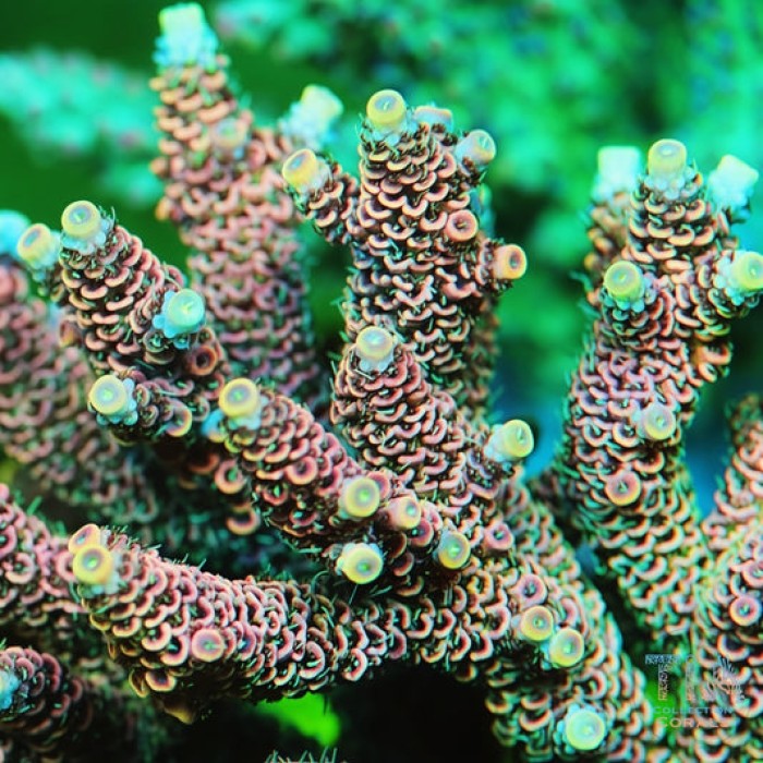 TIA Silken Crest Acropora Colony(cut to order)