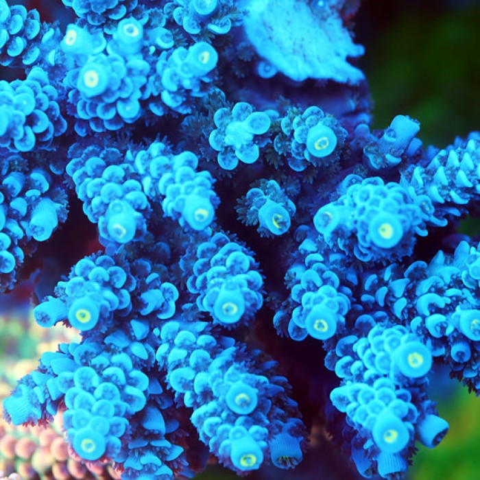TIA Blue Reactor Acropora Colony (cut to order)
