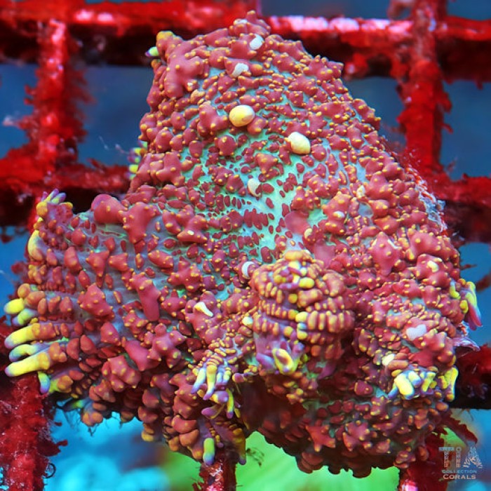 Violet Knight Bounce Mushroom