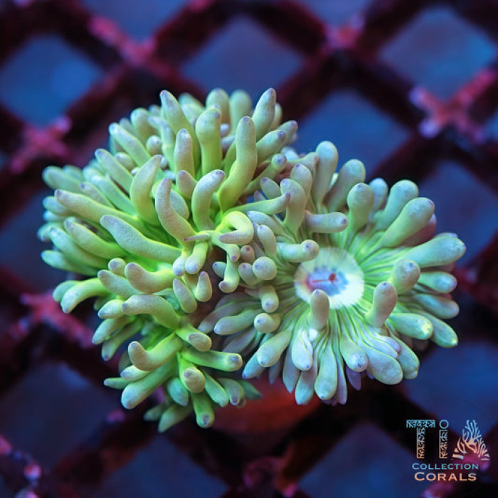Neon green Duncan coral with extended tentacles under blue reef aquarium lighting