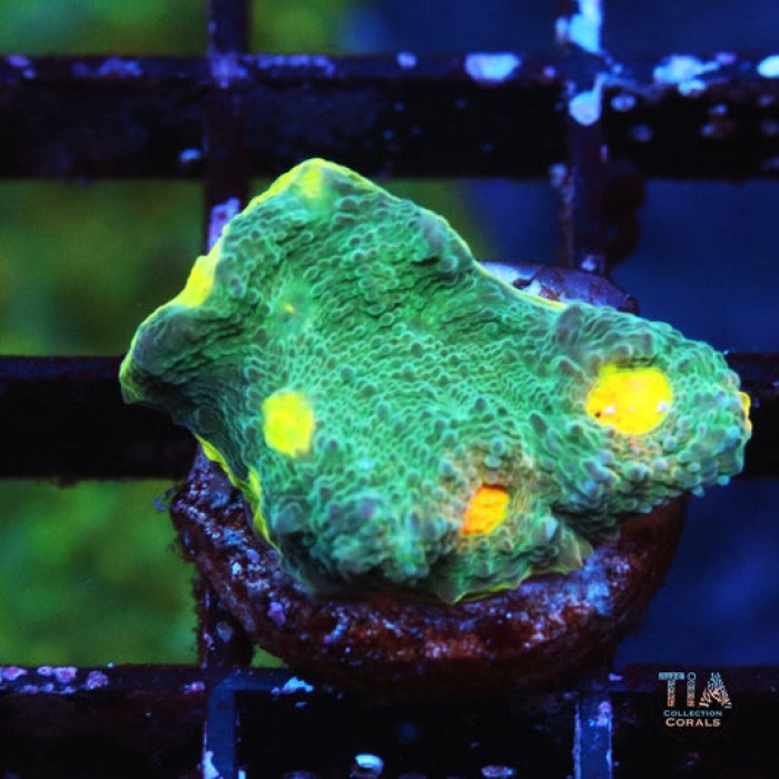 Colorful Rainbow Eyes chalice coral with vibrant eyes and patterns under reef aquarium lighting