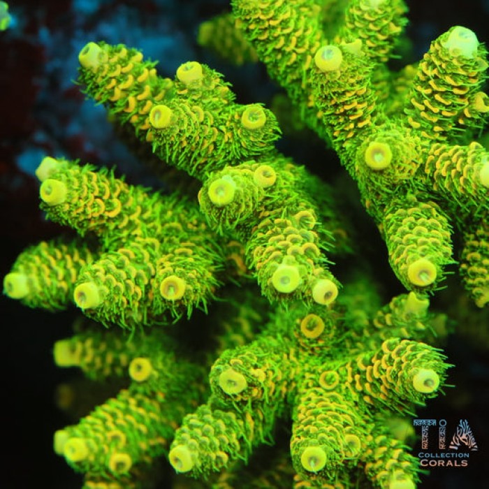 TIA Solar Vine Acropora Colony (cut to order)