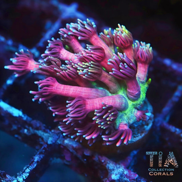 TIA Pink Flamingos Goniopora