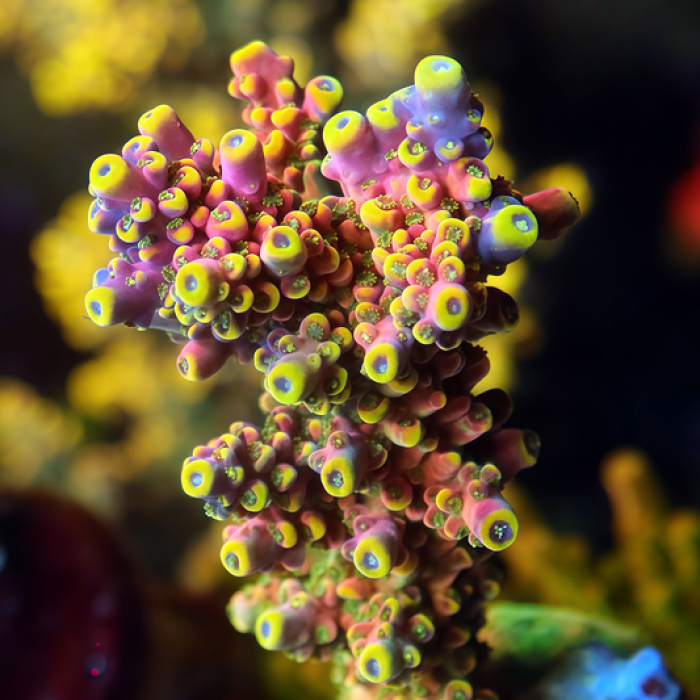 TIA Signature Red Lantern Acropora Colony (cut to order)