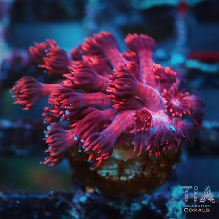 Cherry Red Goniopora