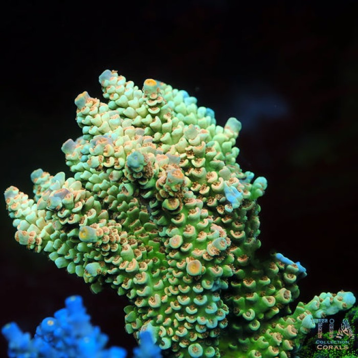 TIA Meadowbud Acropora Colony (cut to order)