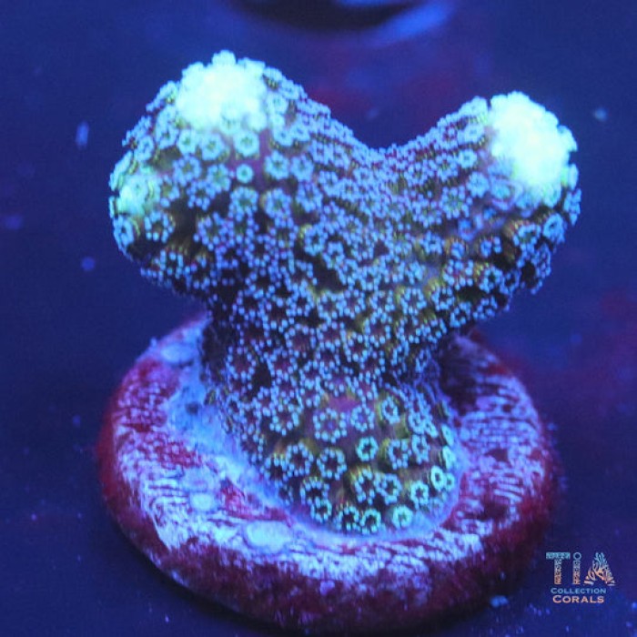 Milka stylophora Frag