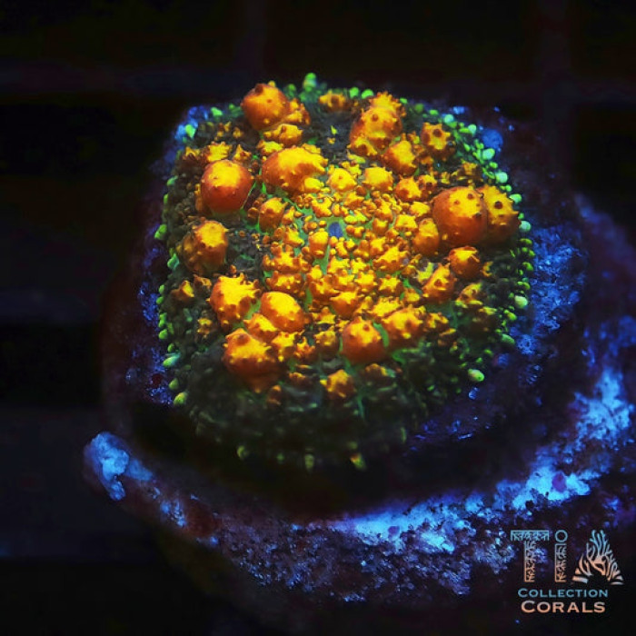 TIA Dragon Egg Bounce
