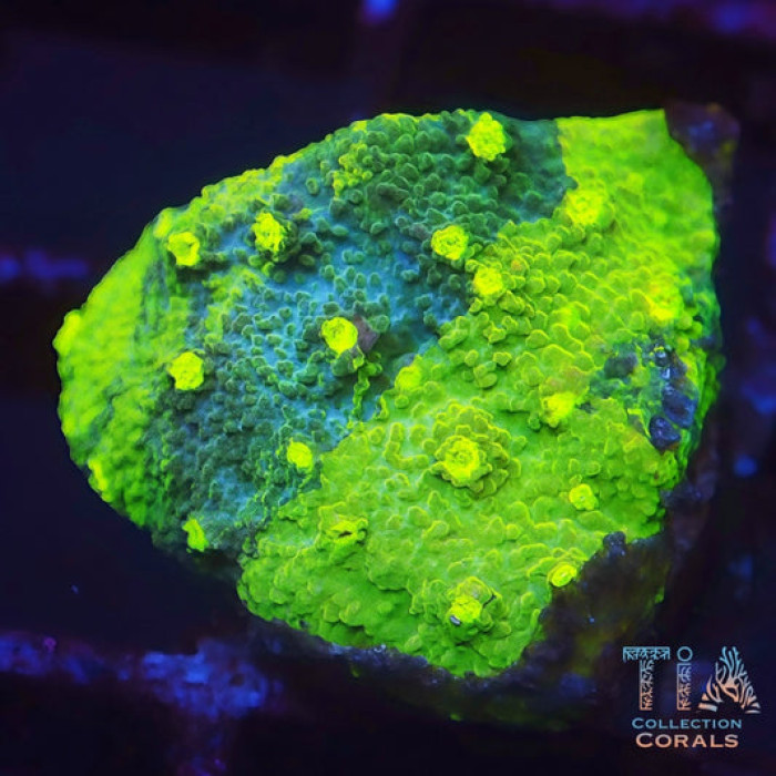 Green Grafted Monti Cap Frag