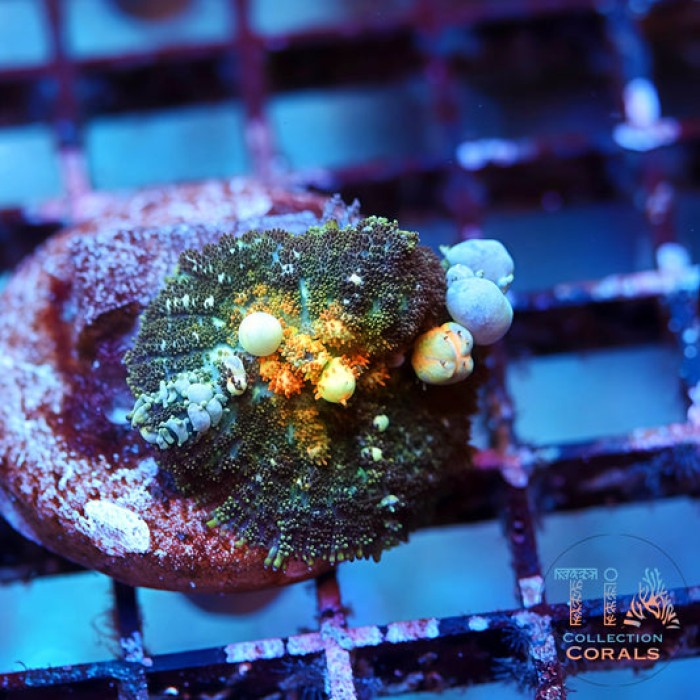 TCK Power Ball Bounce Mushroom(Marble Bubbles)