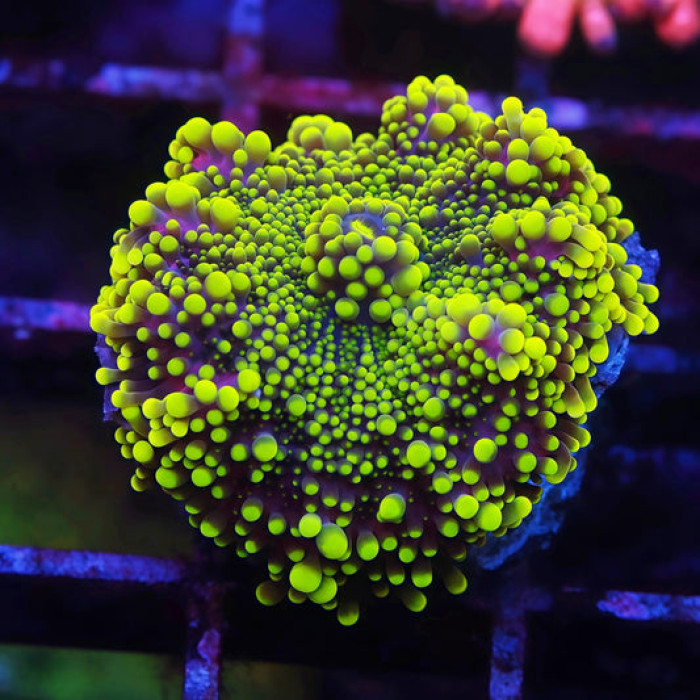 TIA Toxic Lemon Yuma Mushroom