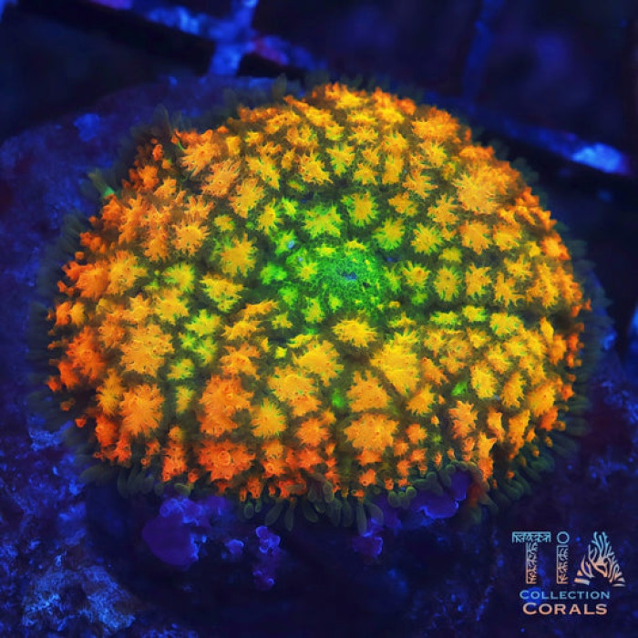 TIA Mango Tango Mushroom