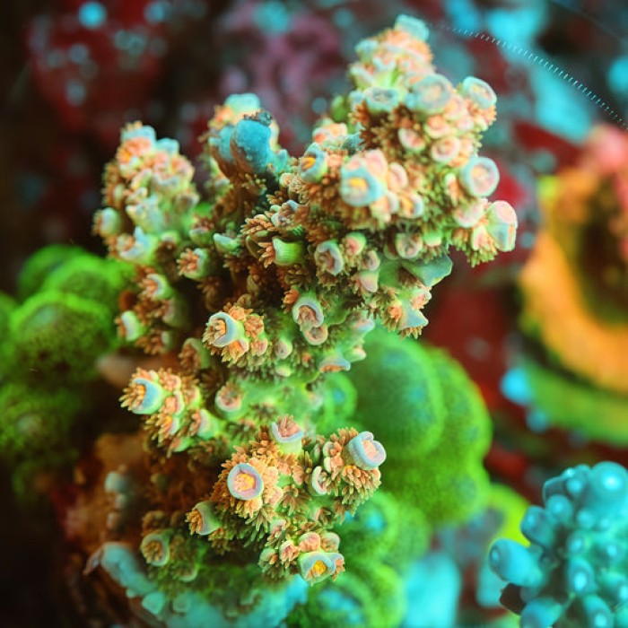 TIA Peach Grove Acropora Colony (cut to order)