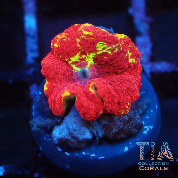 Jaw Breaker Mushroom 1