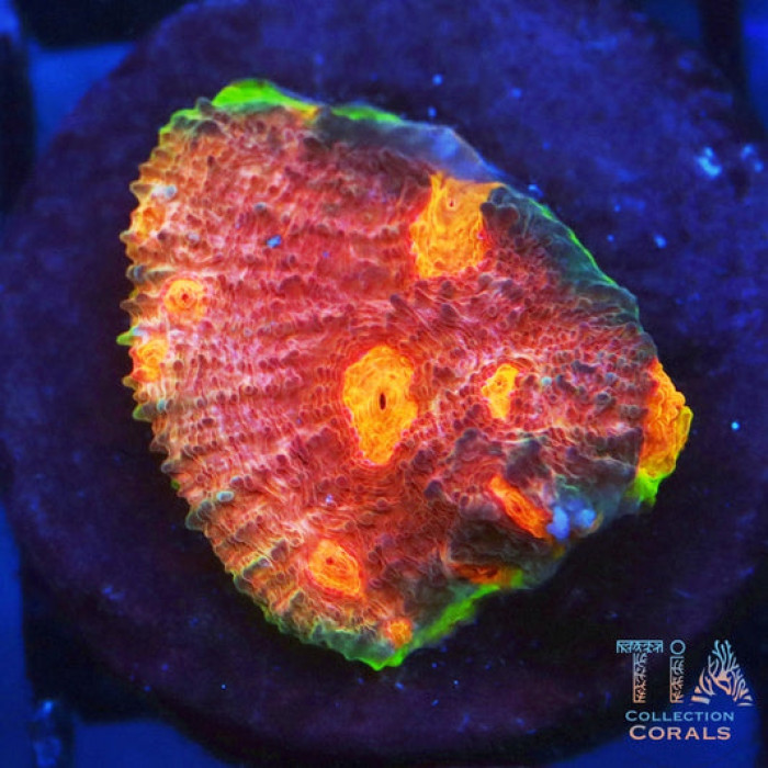 Iron Man Chalice Frag
