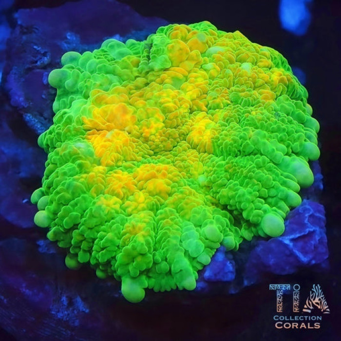 TIA Signature Dawnfire Rhodactis Mushroom