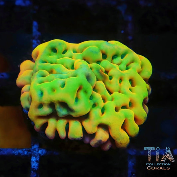 Kung Pao Rainbow Montipora