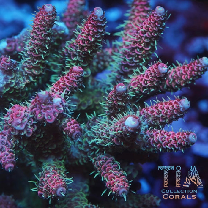 TIA Woolly Mammoth Millepora Colony (cut to order)