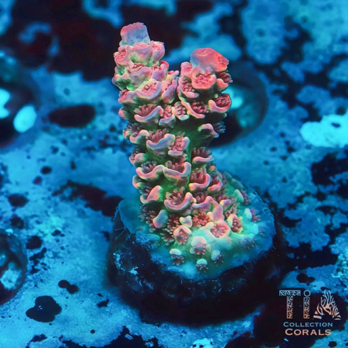 TIA Signature Ocean Warden Tenius