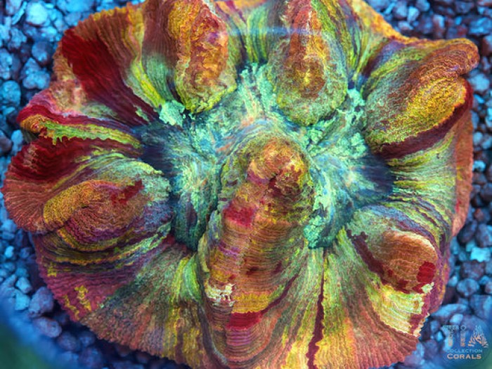 Grade AA Rainbow Trachyphyllia