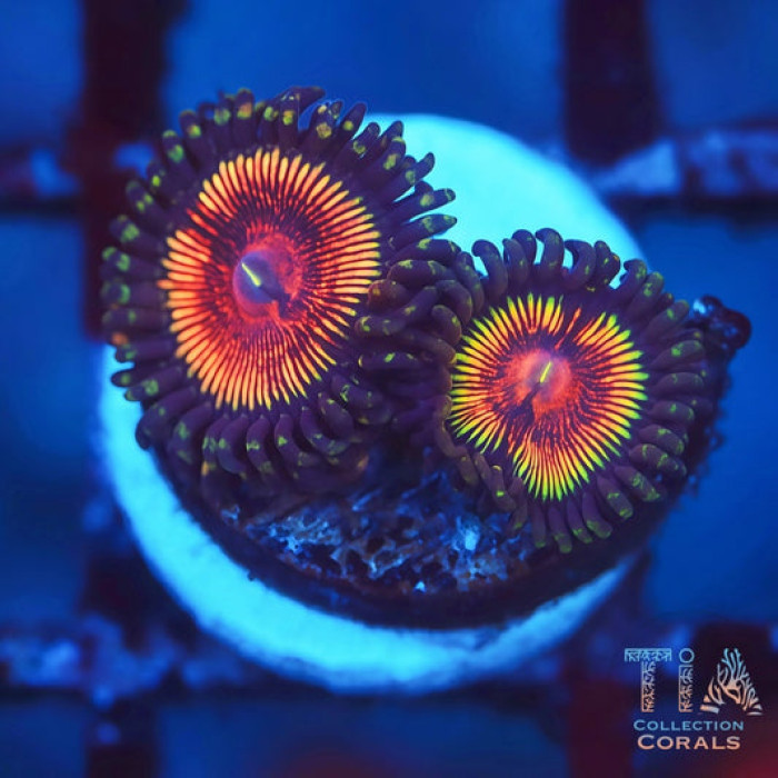 Rune Slayer Zoanthids
