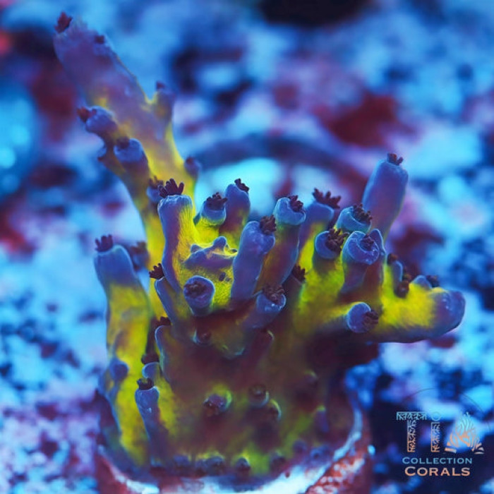 Miyagi Tort Acropora Frag