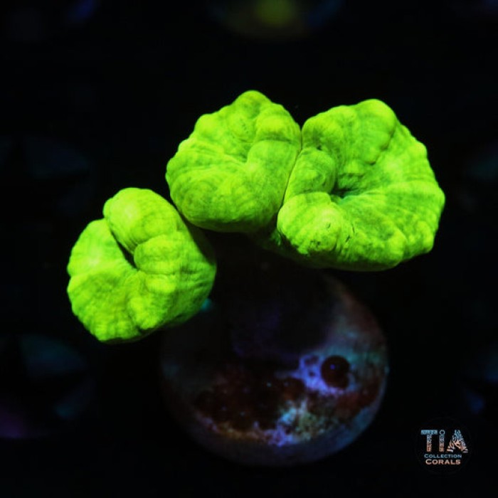 Neon Green Candycane