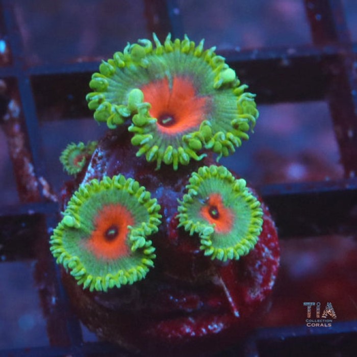 Captain America Zoanthias
