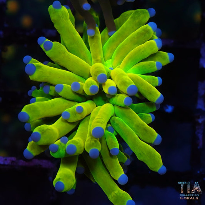 Beautiful torch coral with blue tips and flowing tentacles in a reef aquarium