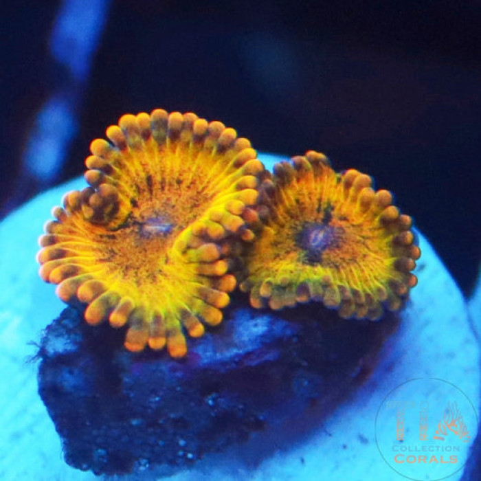 Golden Maul Zoanthids Frag