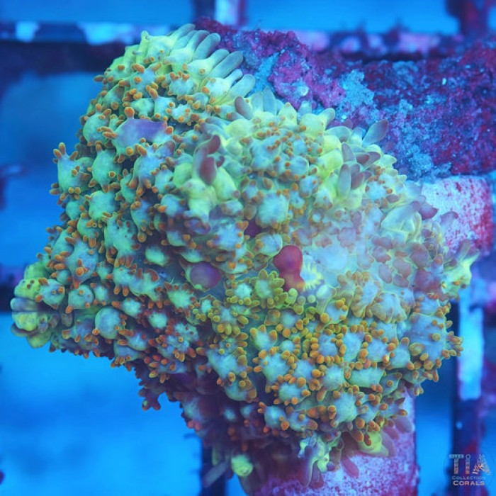 Ultra Pin Cusion Mushroom