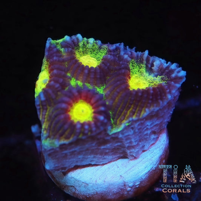 Diversity Favia Frag