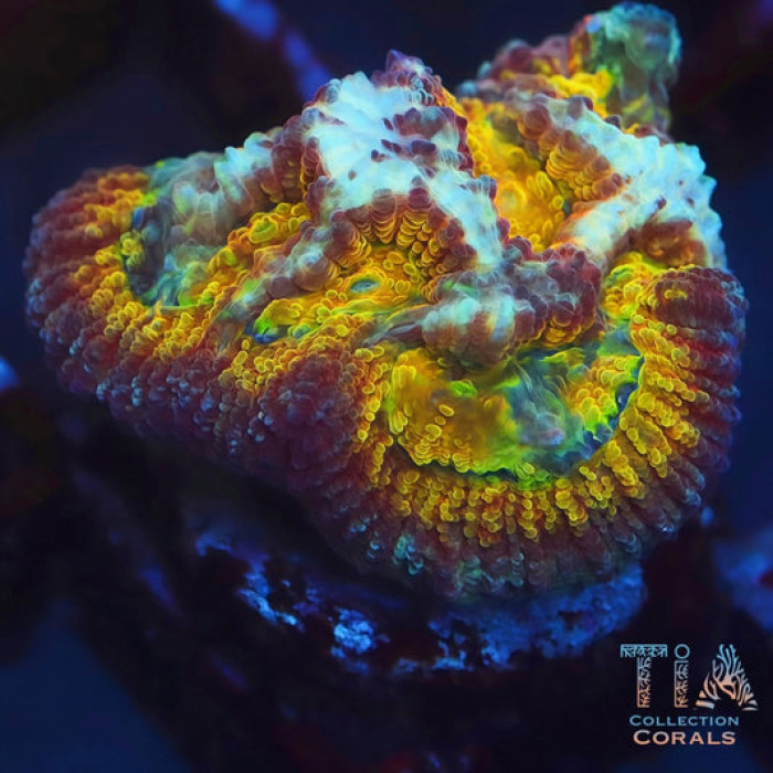 ACI Drunk Monkey Favia