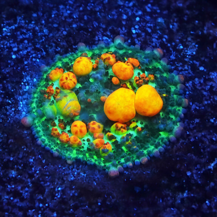 OG Bounce Mushroom 2