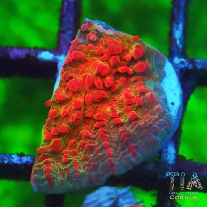 TIA Bubble Chalice Frag