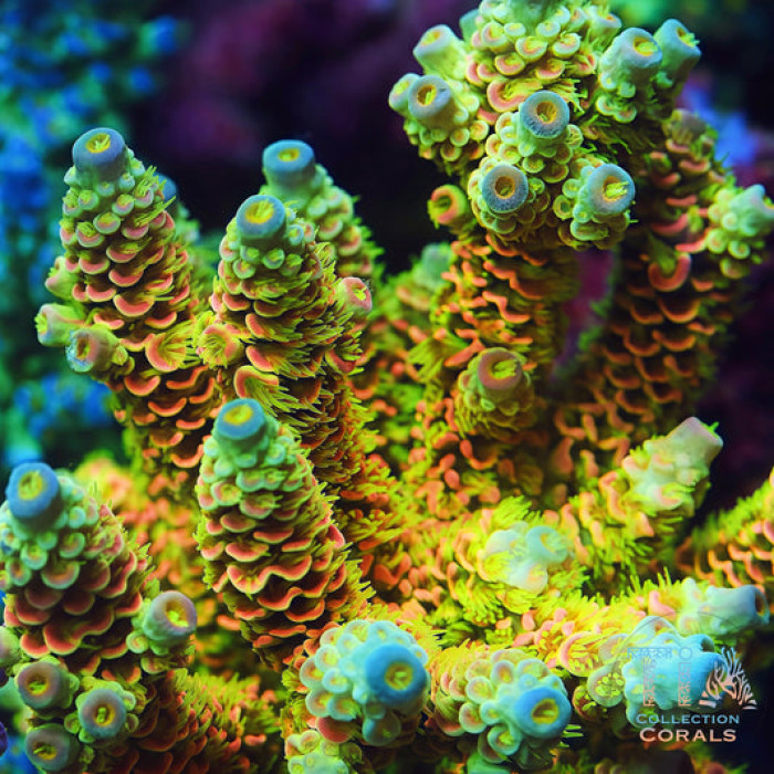 TIA Island Radiance Acropora Colony (cut to order)