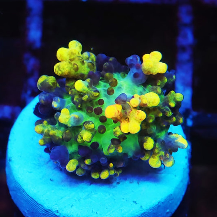 Magic Carpet Mushroom