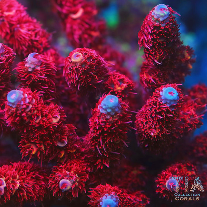 TIA Ruby Red Millepora(cut to order)