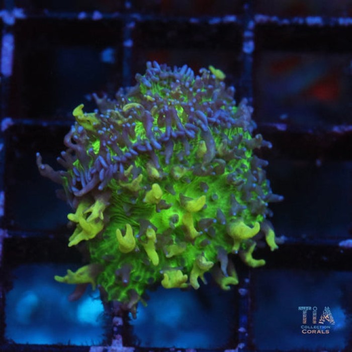 Angel Fire Bounce Mushroom