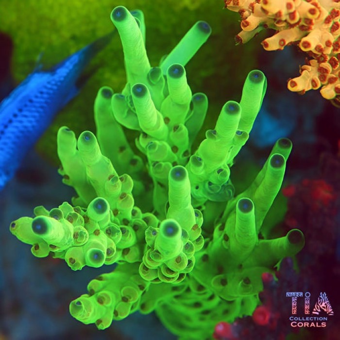 TIA Lumen Lime Acropora (cut to order)