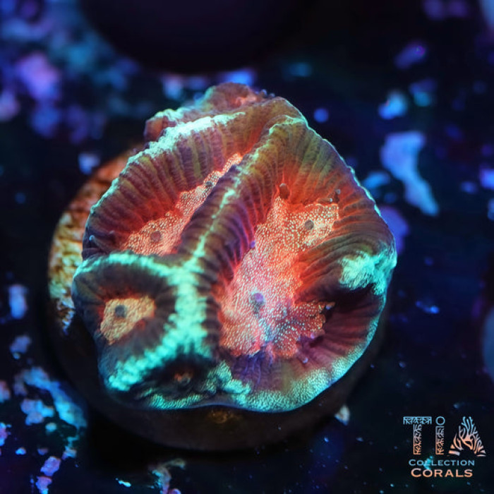 Deadpool Platgyra Maze