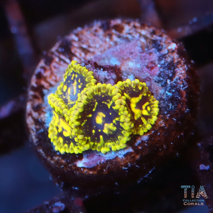 Exosphere Zoanthids