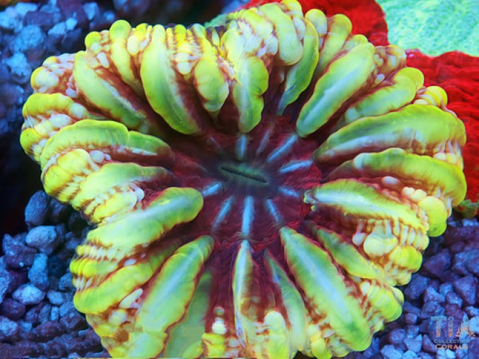 Golden Vortex Cynarina Coral
