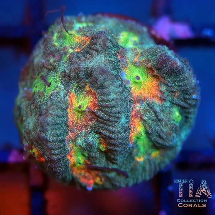 Rainbow Platgyra Maze